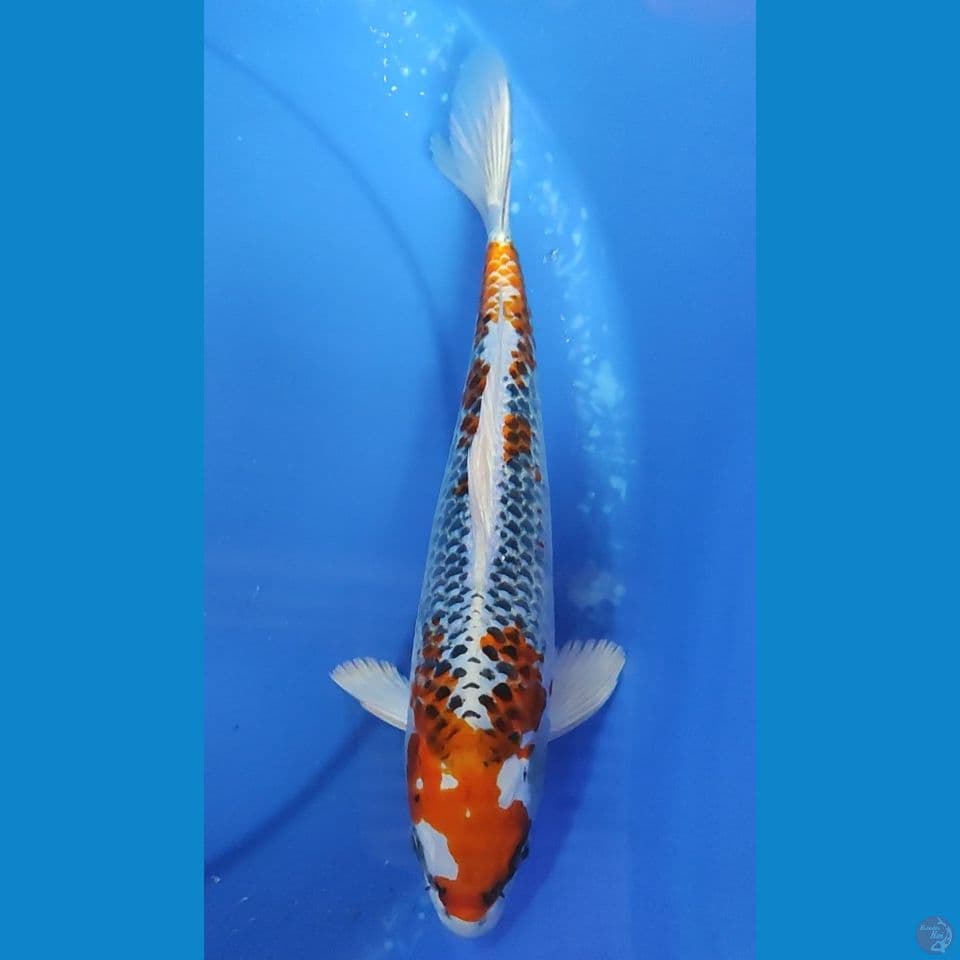 Kujaku Good Fukurin 30 cm Jantan