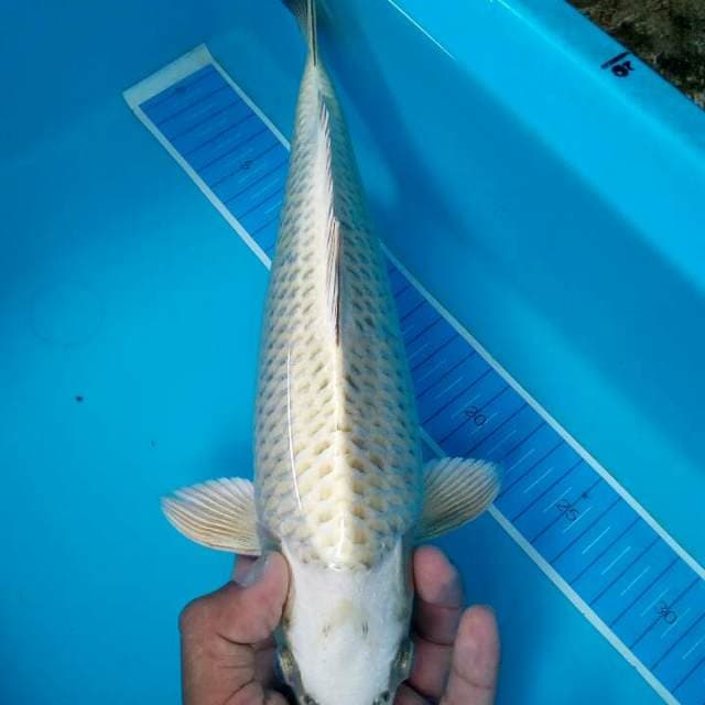Mukashi punuk jos