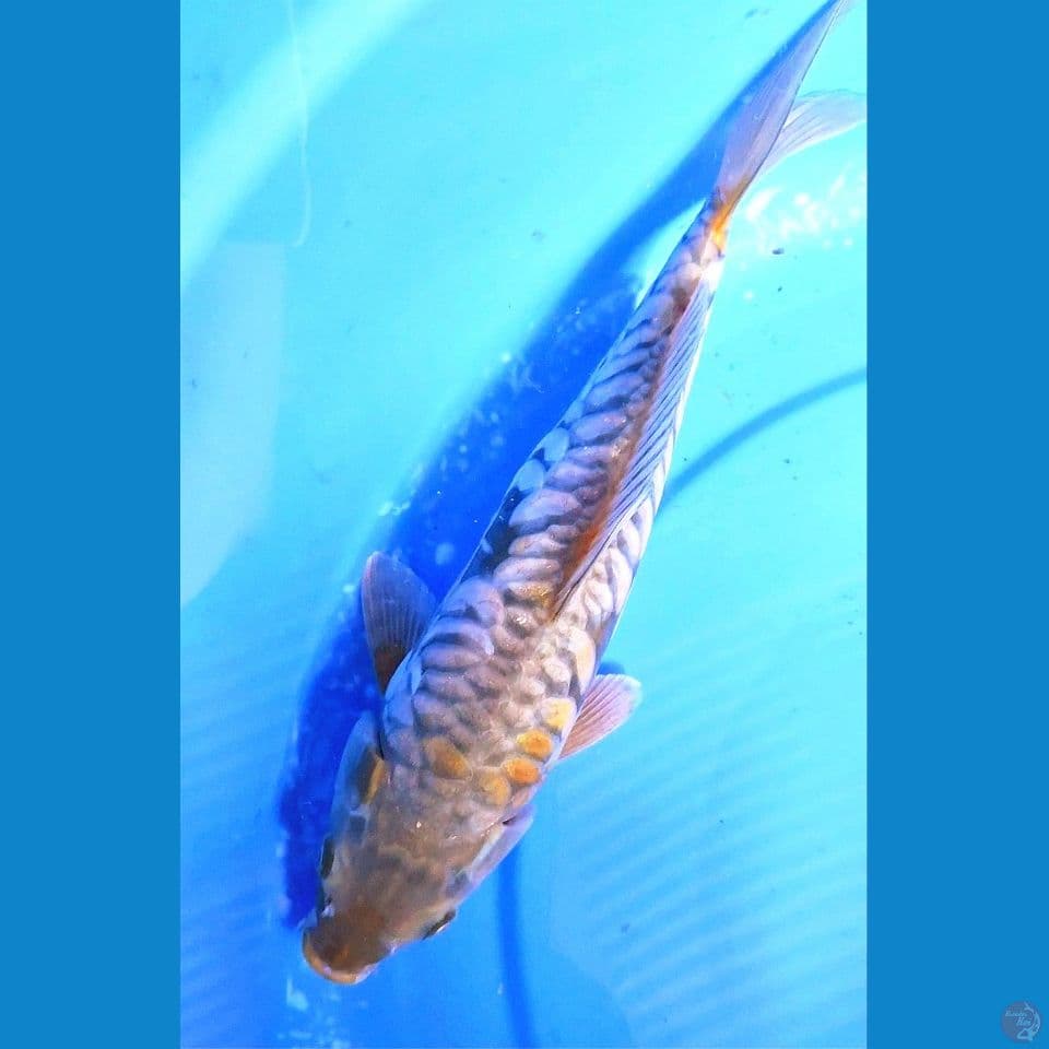 Ochiba Doitsu Aragoke Cantik 30 cm FM