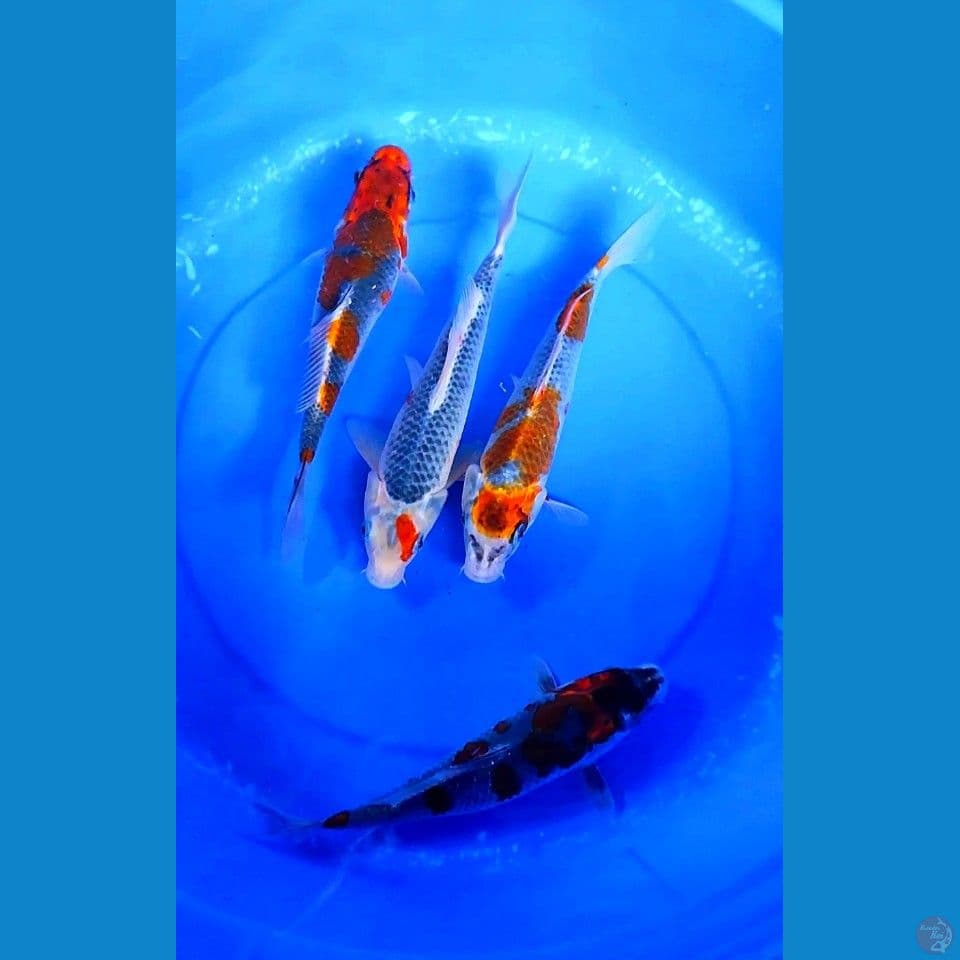 Quarted Benigingga 25-27 cm mix