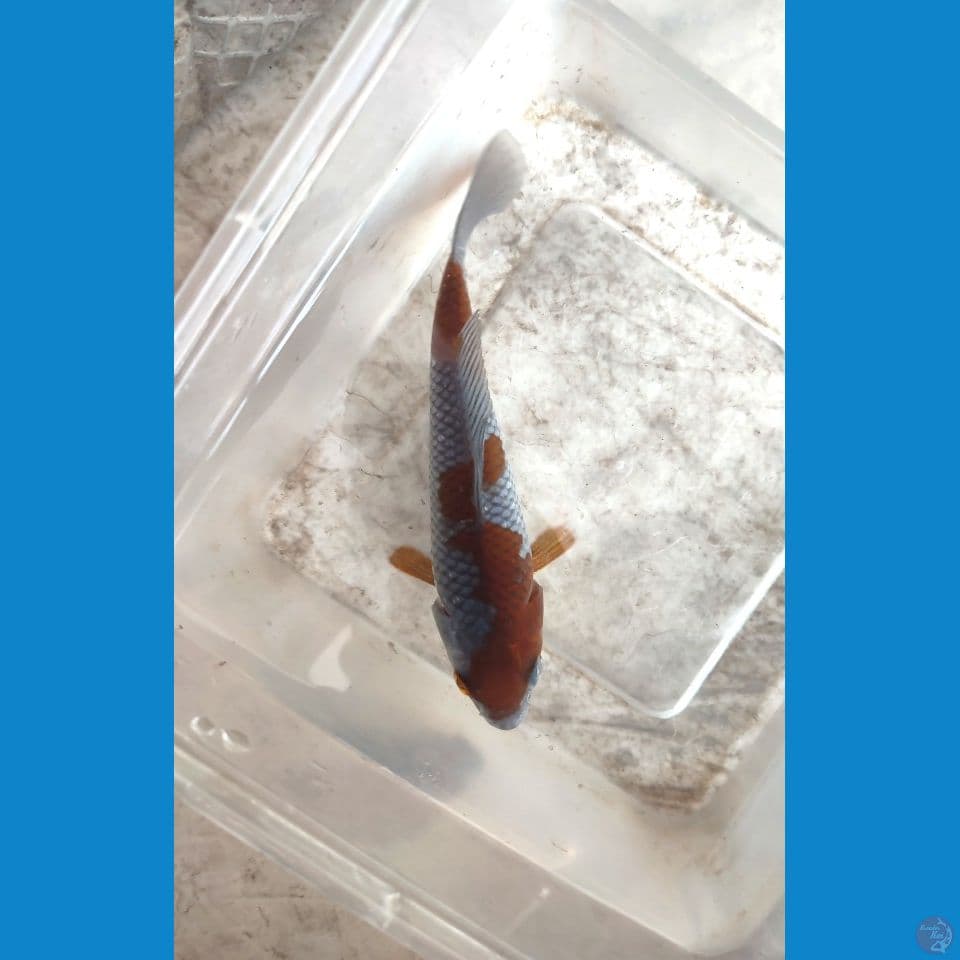 mini UCHIBA 18cm