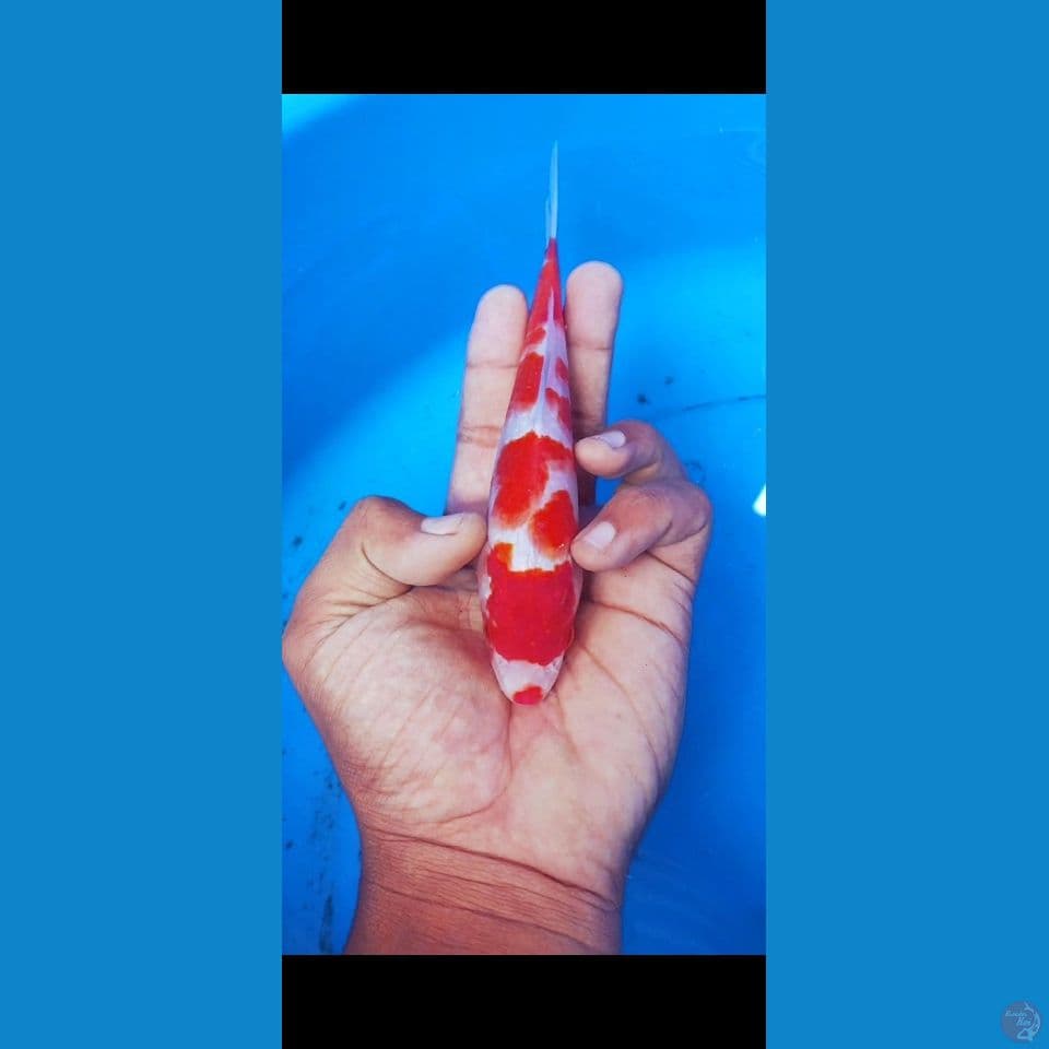 kohaku 22 cm