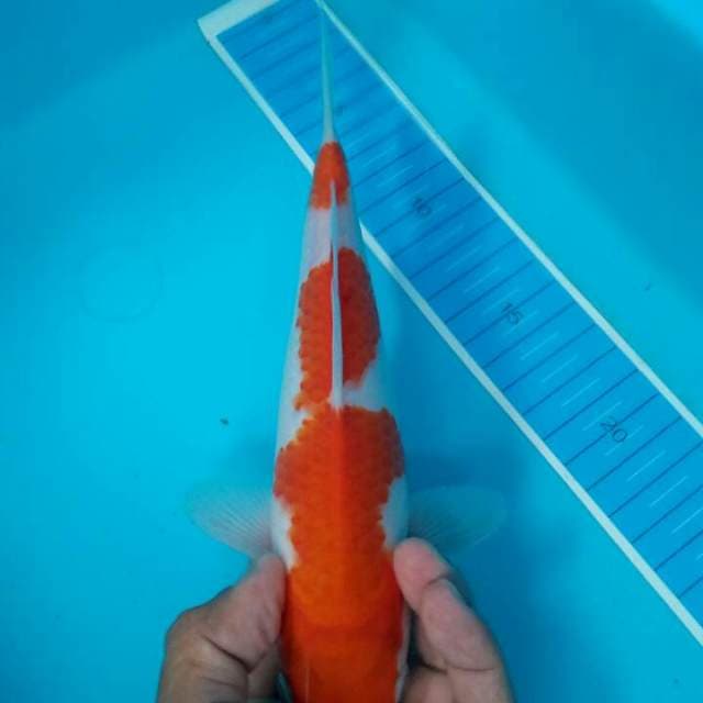 Kohaku jozzzz