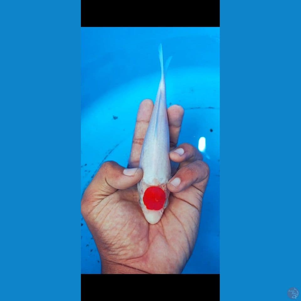 tancho kohaku 23 cm