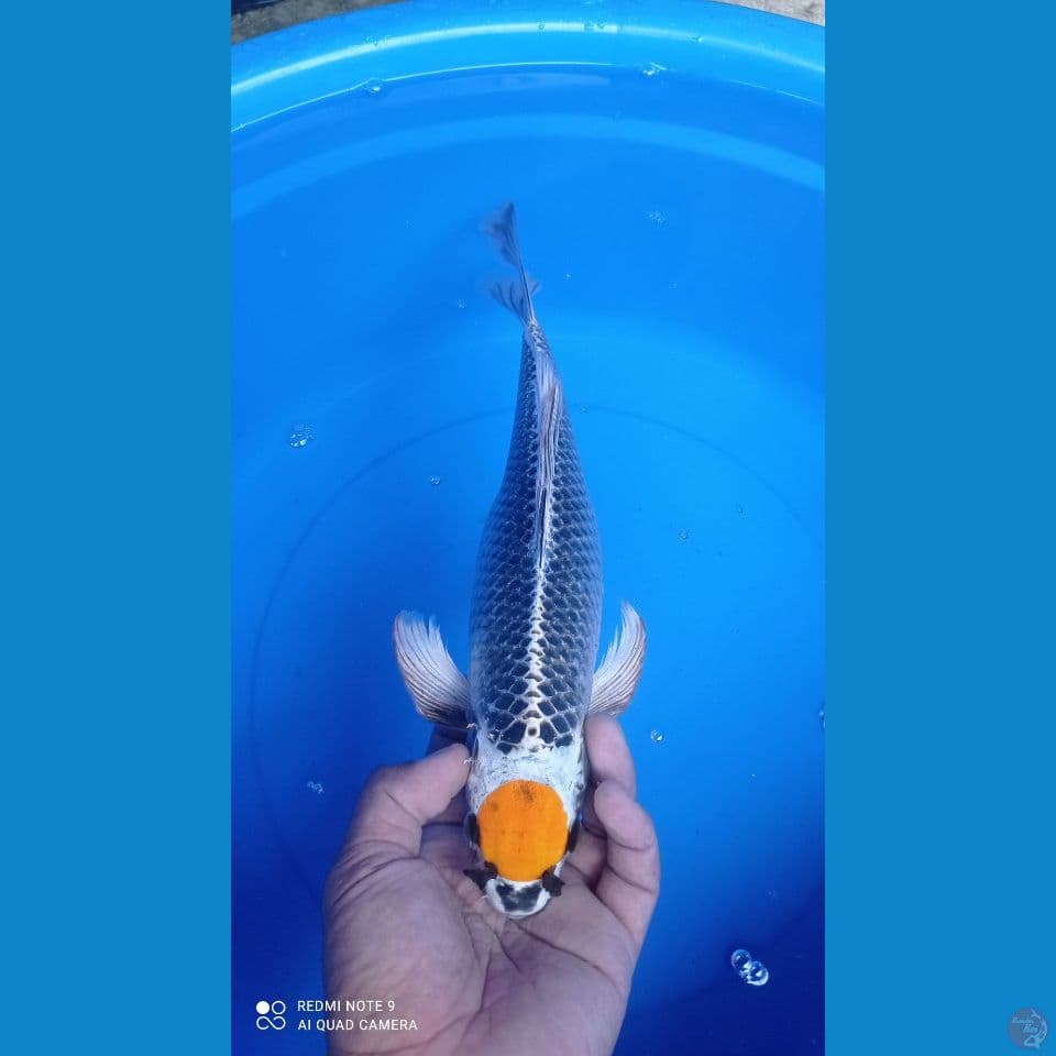 TANCO 38CM