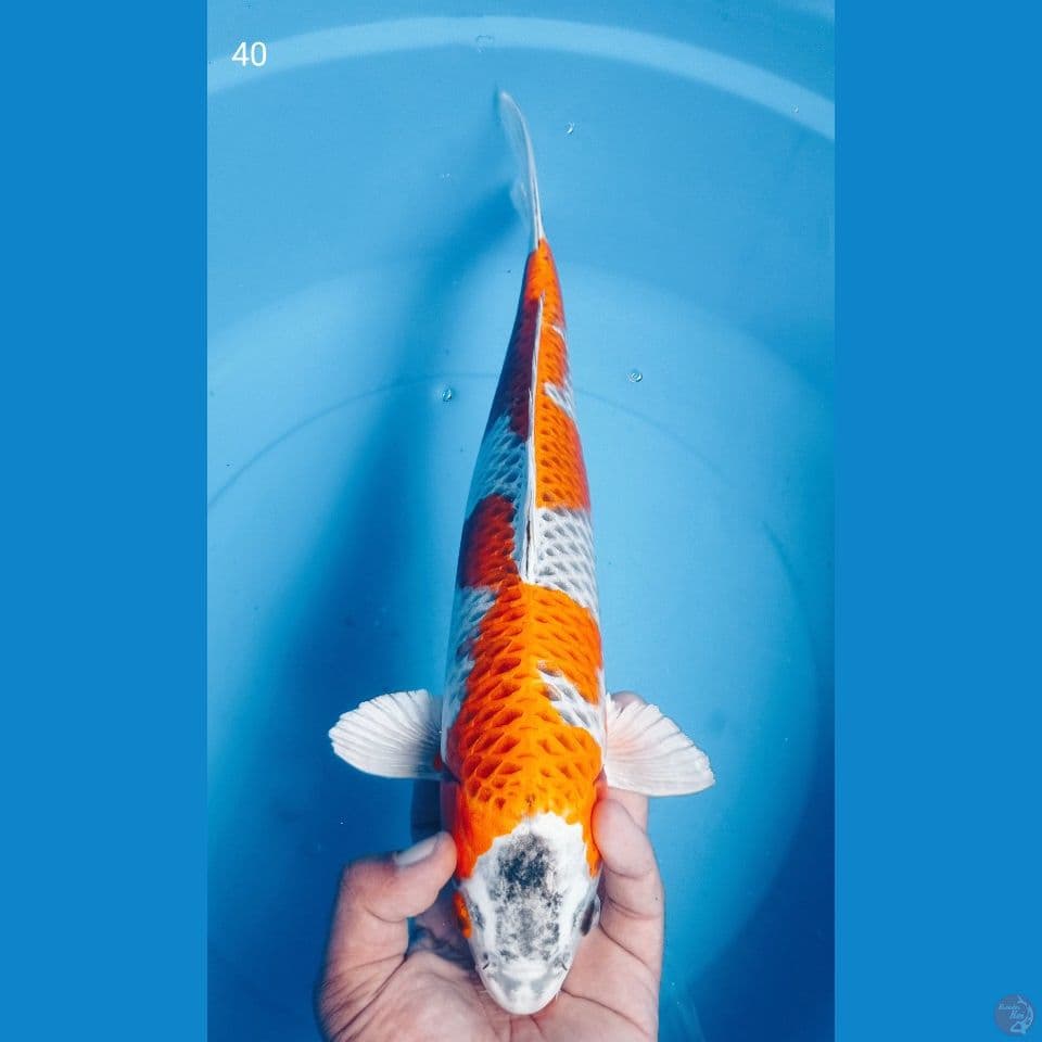 KUJAKU 40CM