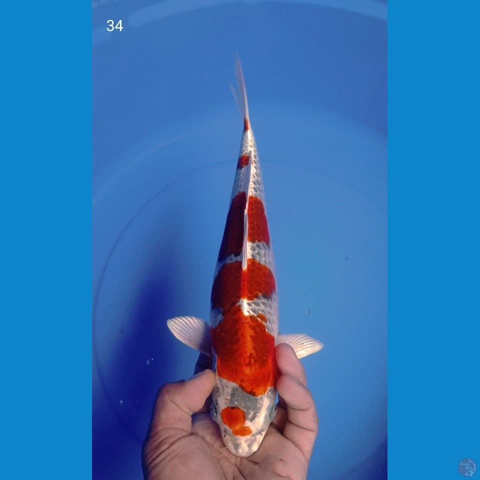 KUJAKU 34CM