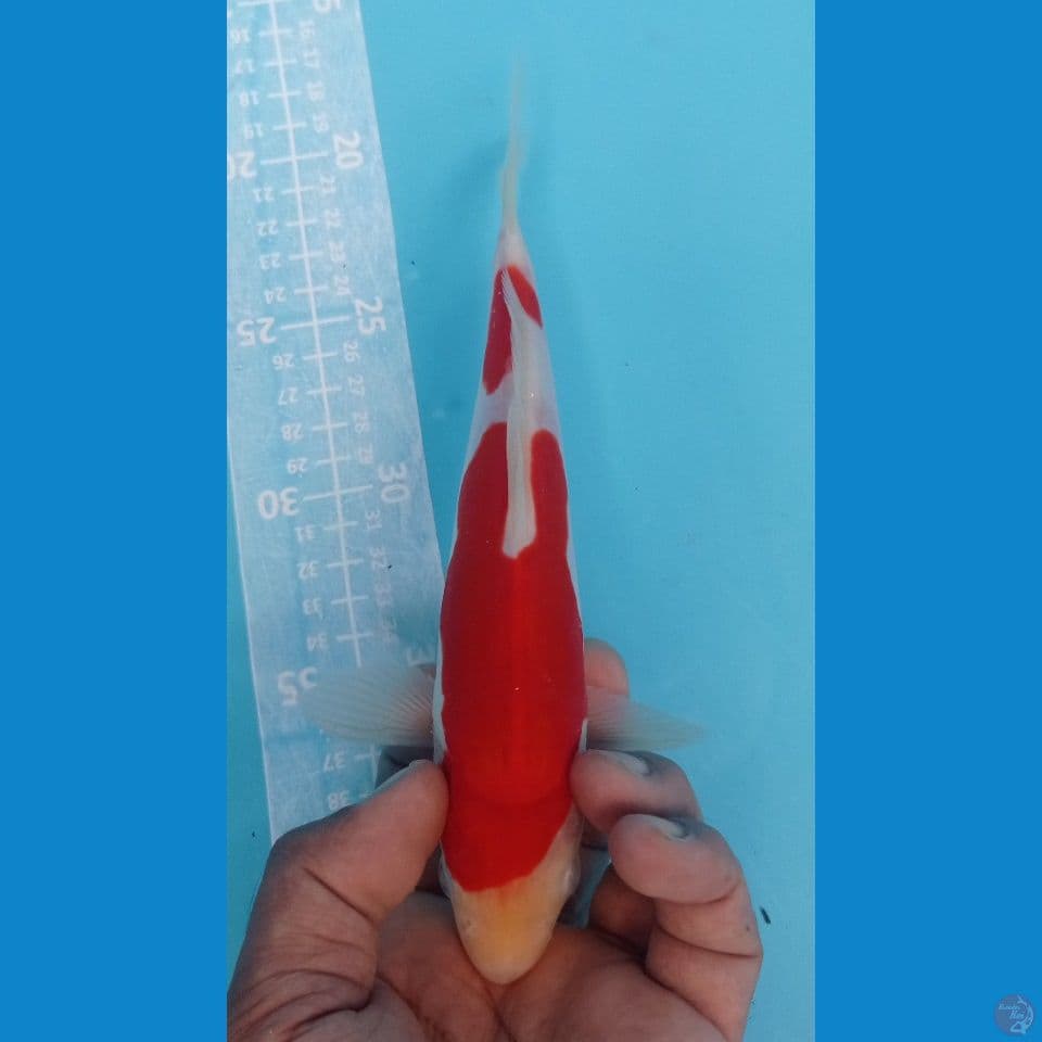 DOITSU MURNI 23CM