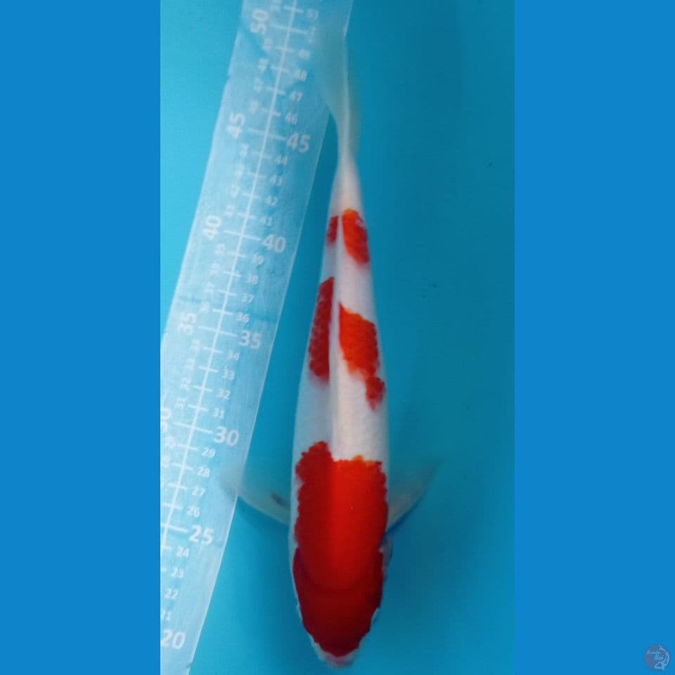 KOHAKU 29CM