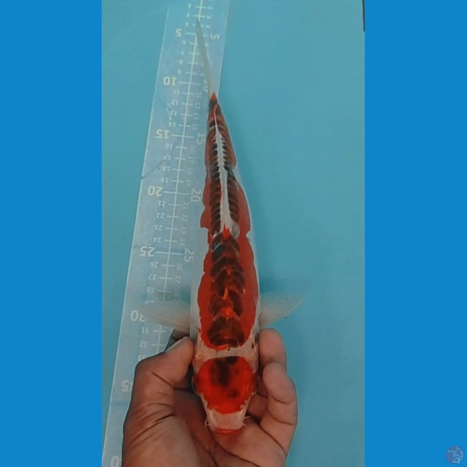KUJAKU DOIT 32CM