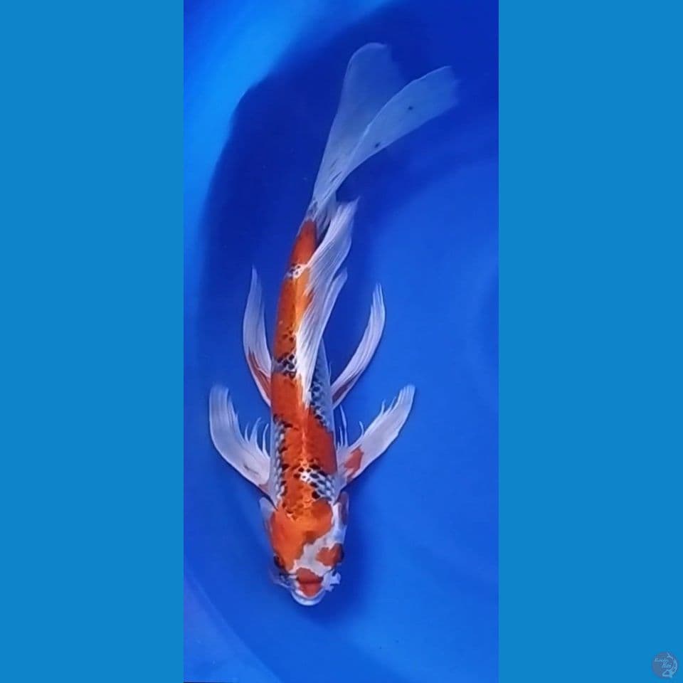 KUJAKU KUMPAY F 46CM