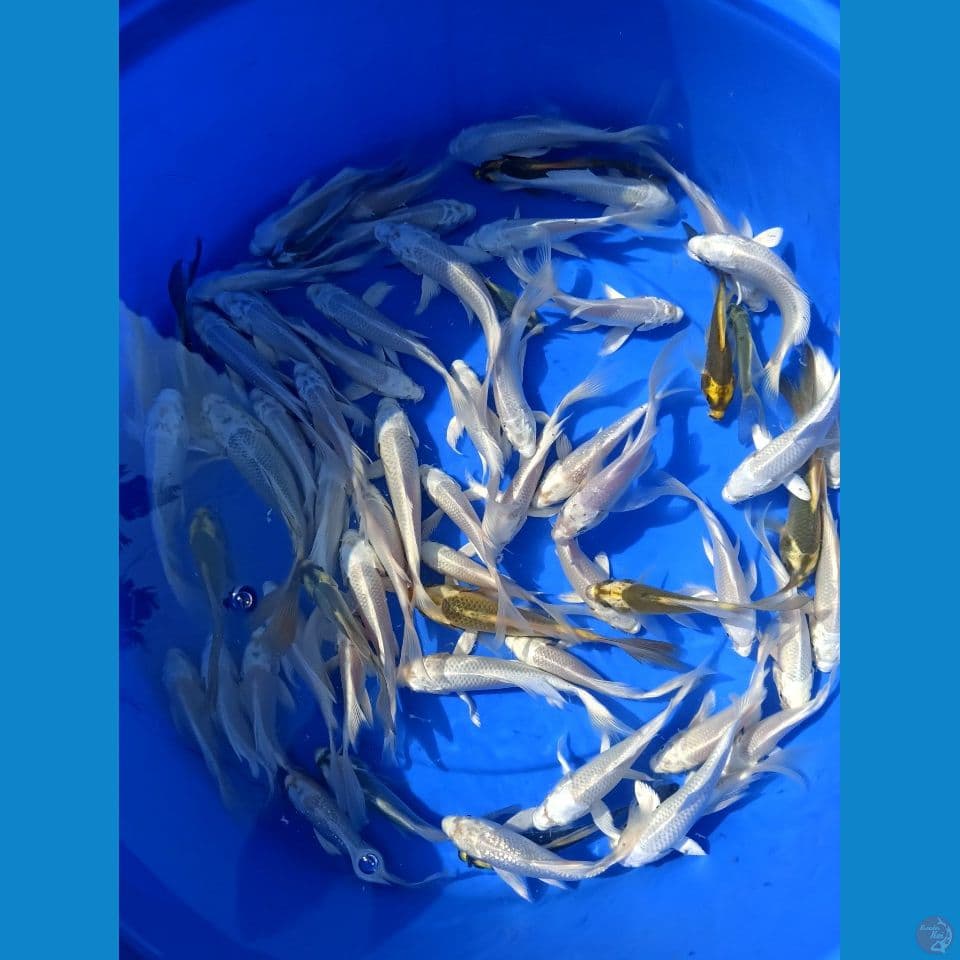 kumpay platinum x kabuto sz 12-18 65 ekr