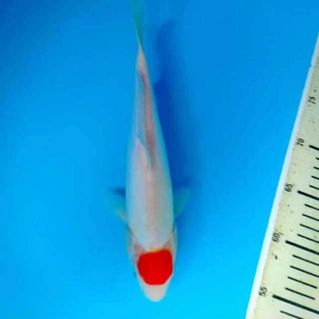 Tancho kohaku