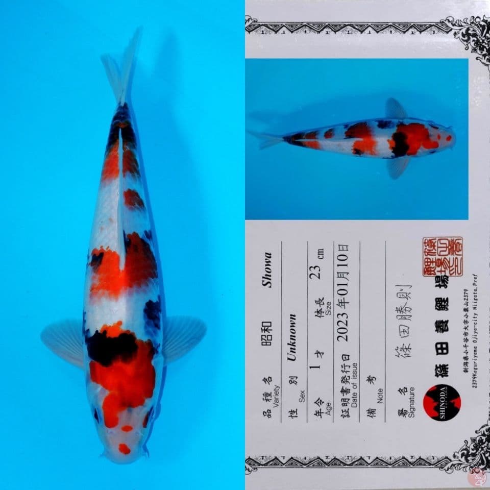 SHINODA SHOWA SANSHOKU HQ 34CM