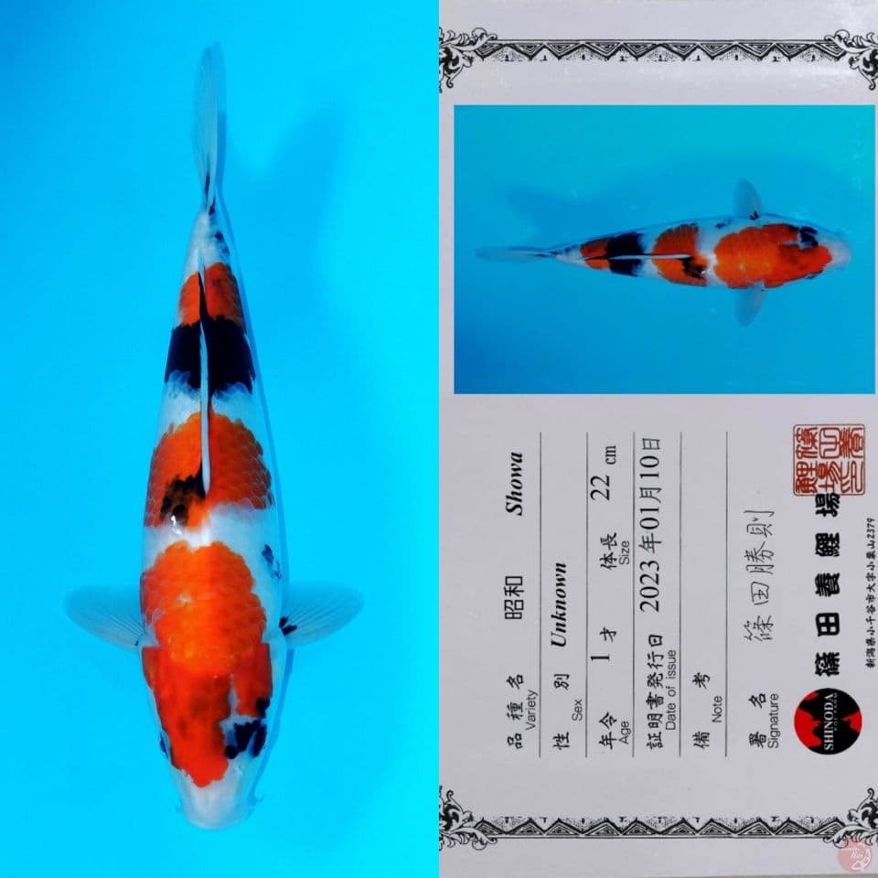SHINODA SHOWA SANSHOKU HQ 34CM