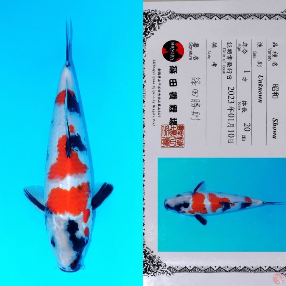 SHINODA SHOWA SANSHOKU HQ 31CM