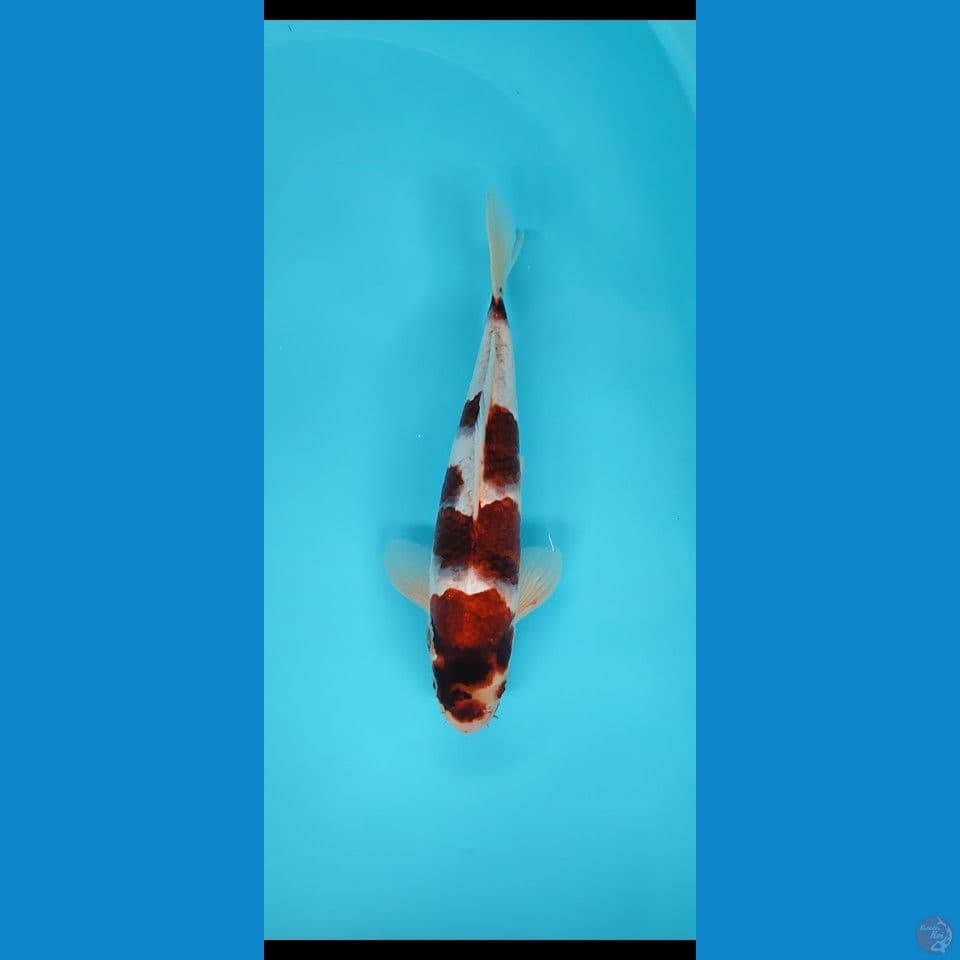 Ai Goromo 34 cm