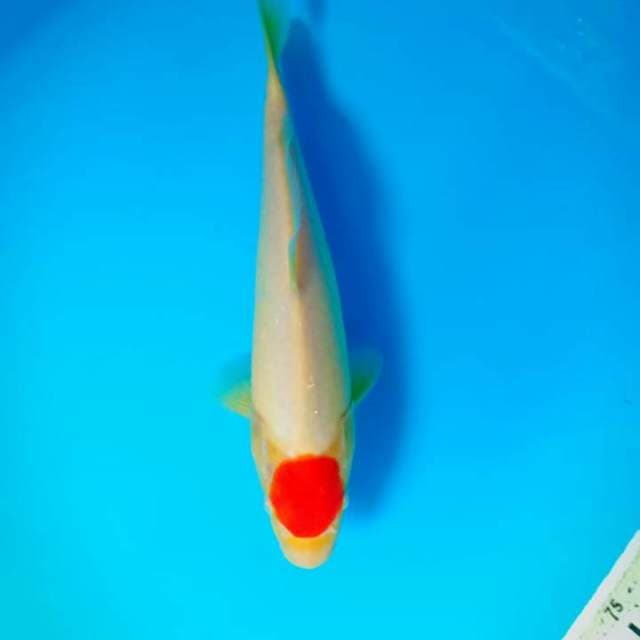 Tancho kohaku