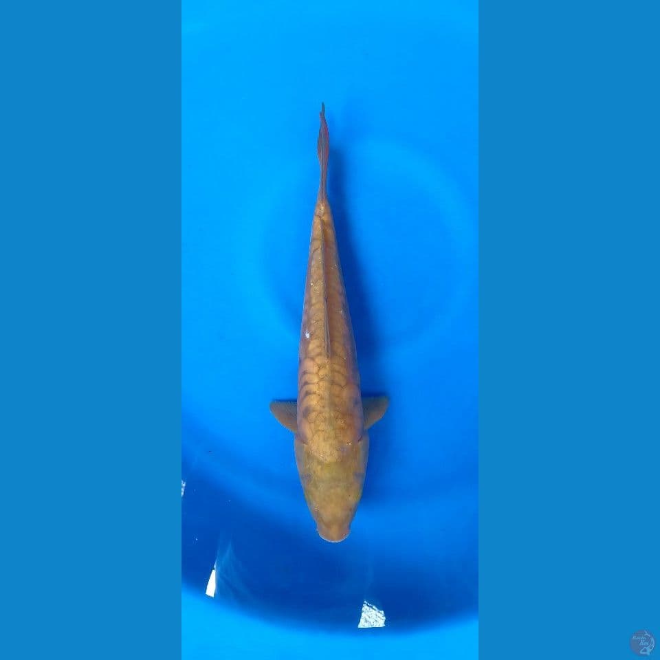 PENJINAK ARAGOKE M33CM