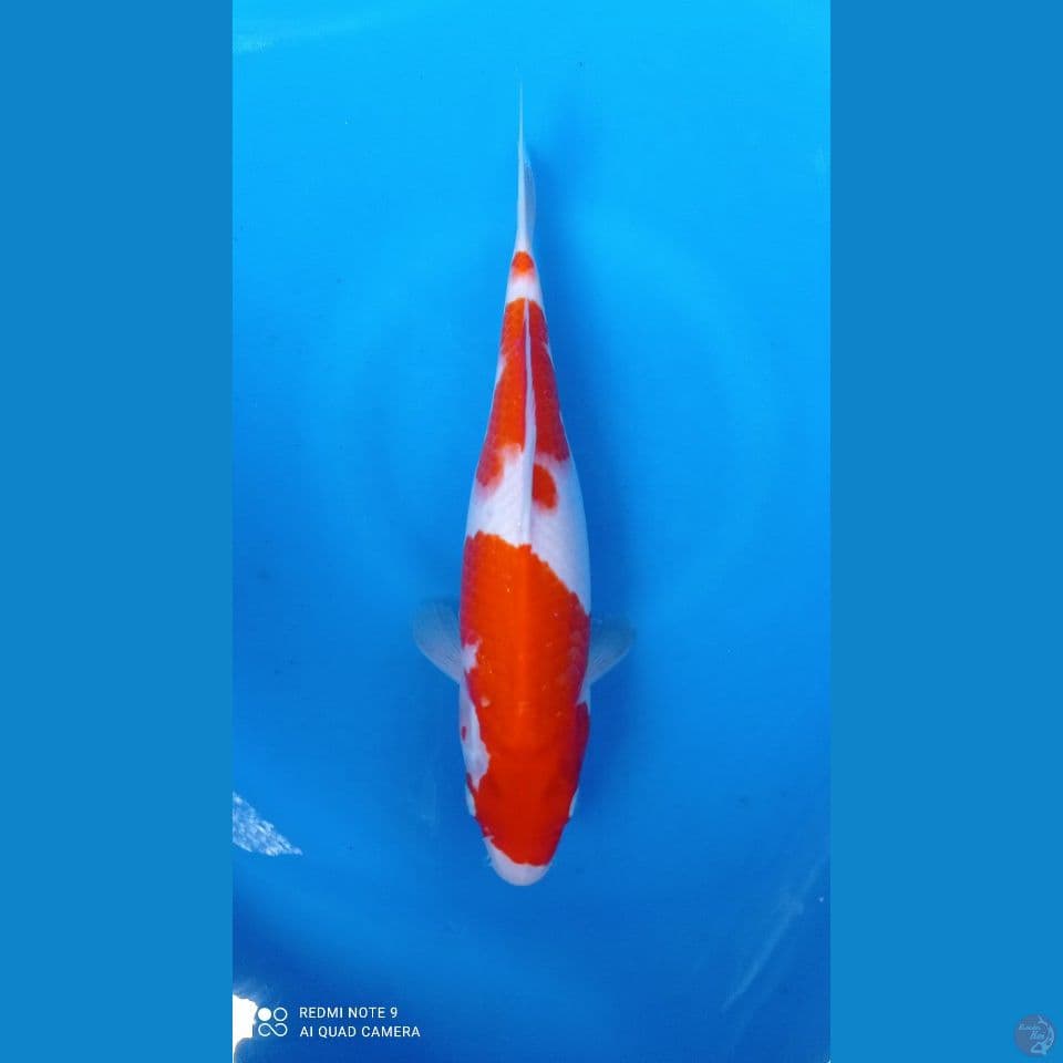 F 30CM KOHAKU