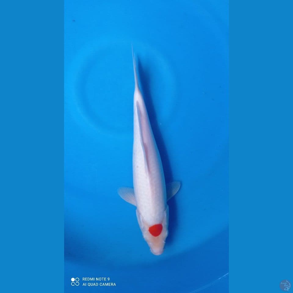 F 34CM KOHAKU