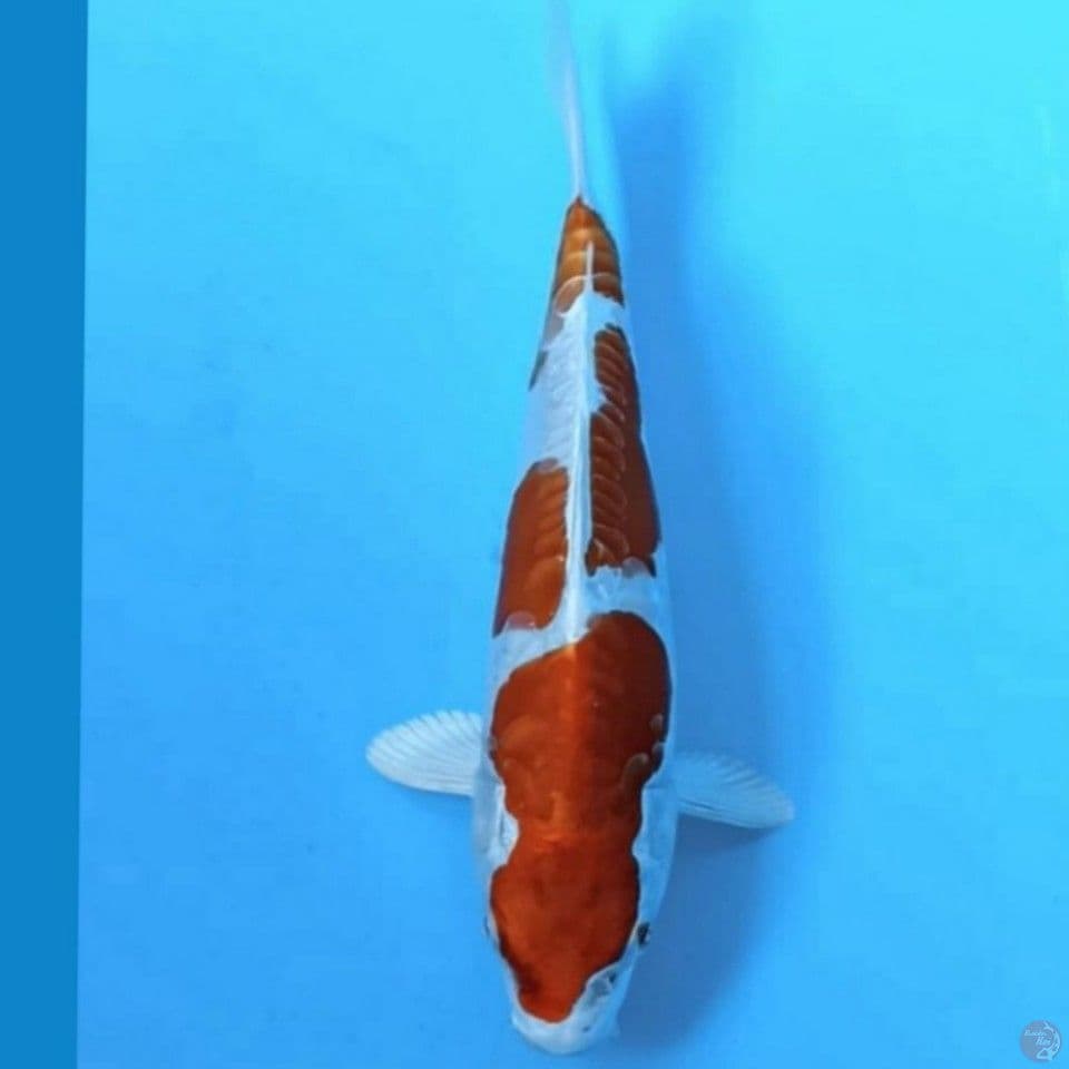 KIKUSUI 20CM