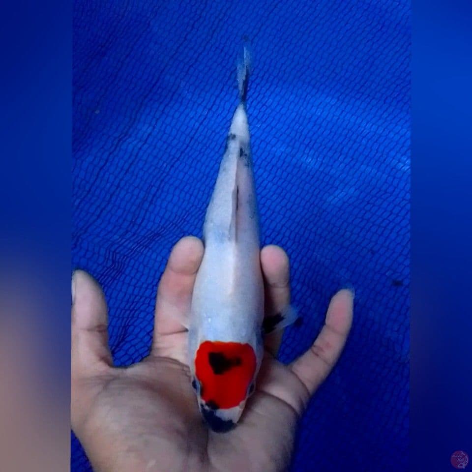 TC SHOWA 23CM