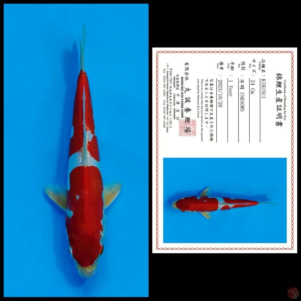 KIKUSUI MARUSEI 24CM
