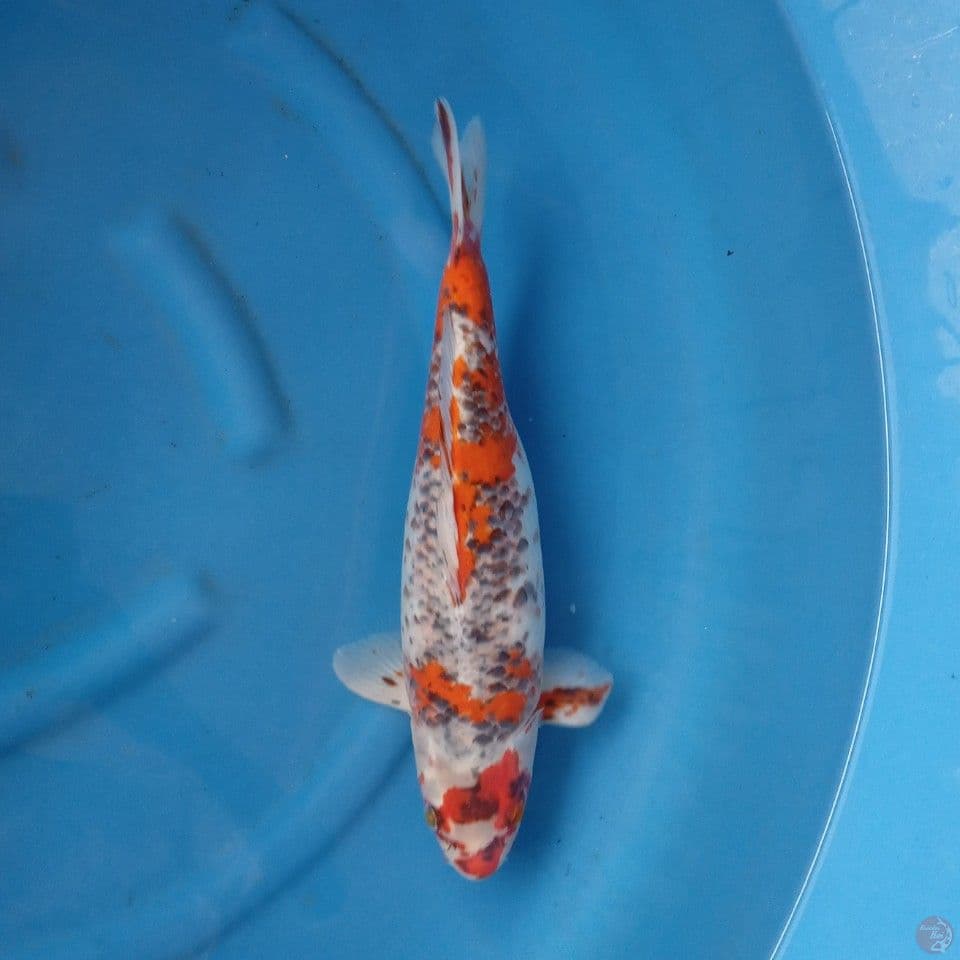 KAGE SHOWA FEMALE BULKY 45BU