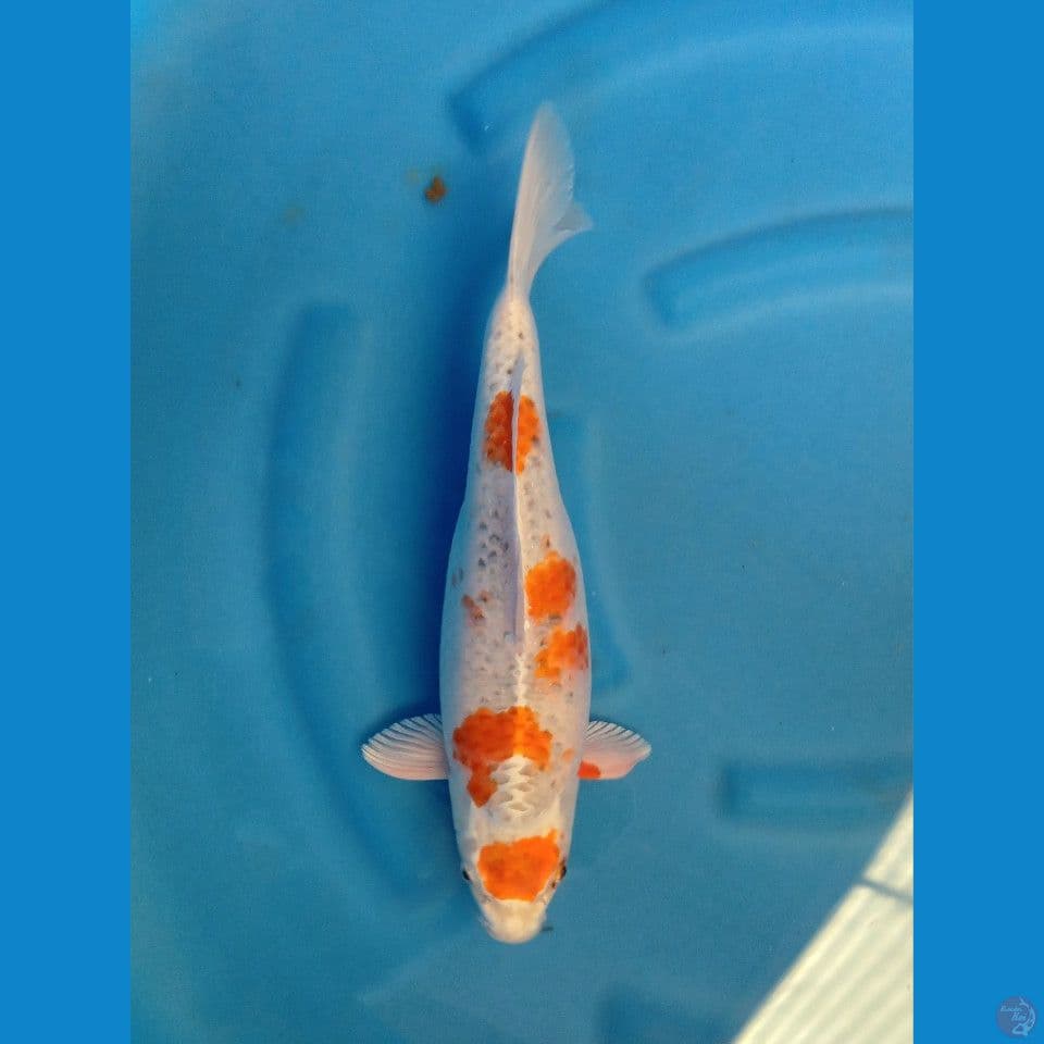 MARUTEN HARIWAKE BULKY FEMALE 40CM
