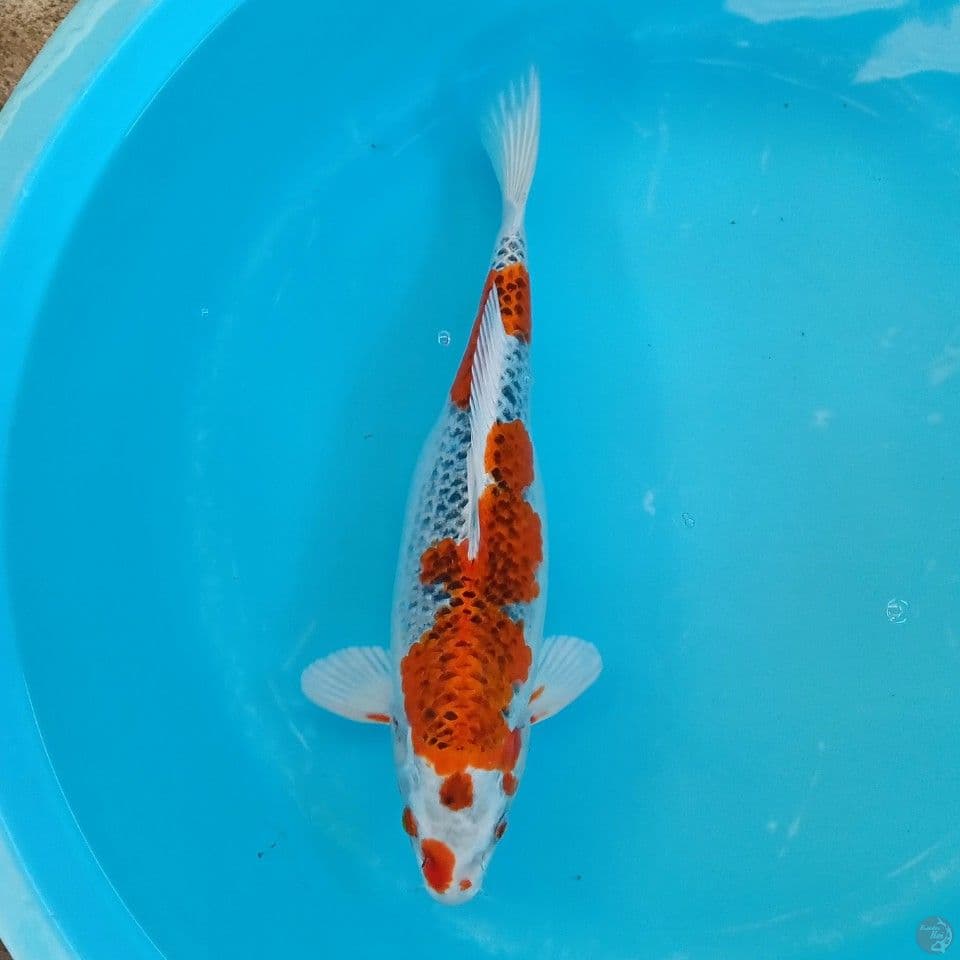 KUJAKU KEPALA BERSIH FEMALE 41CM
