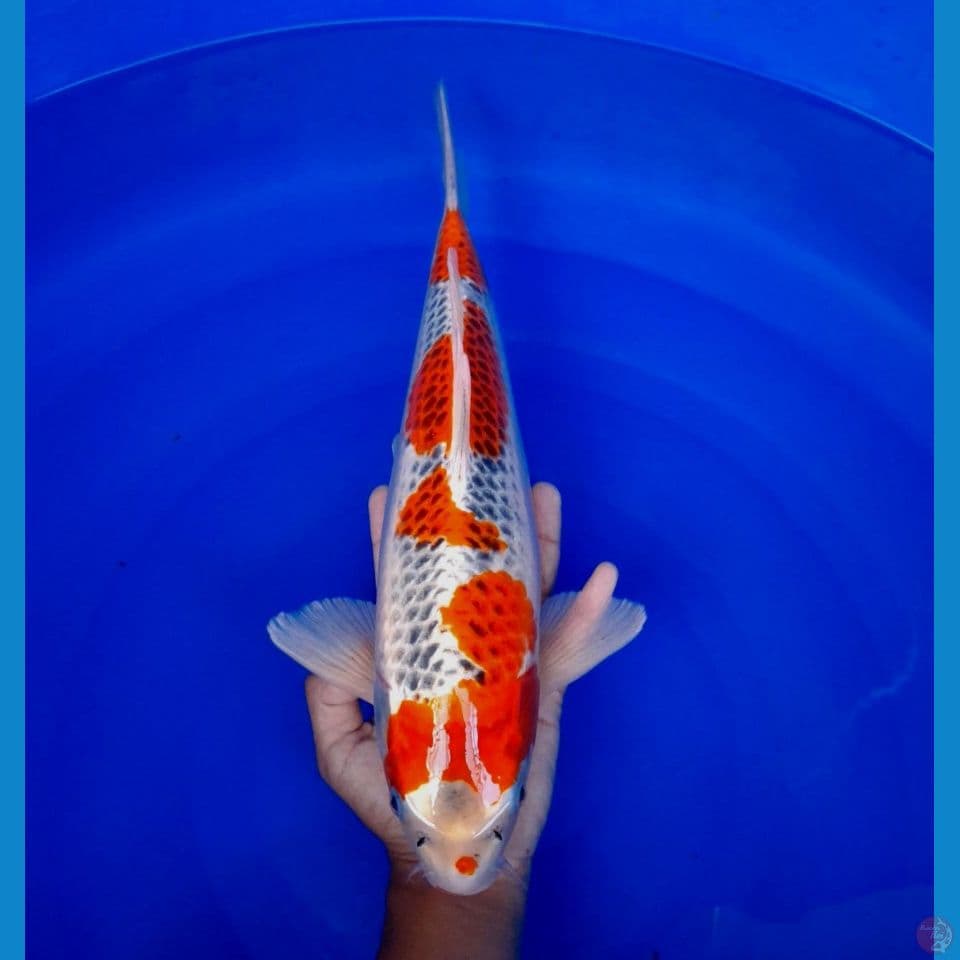 kujaku 40cm male