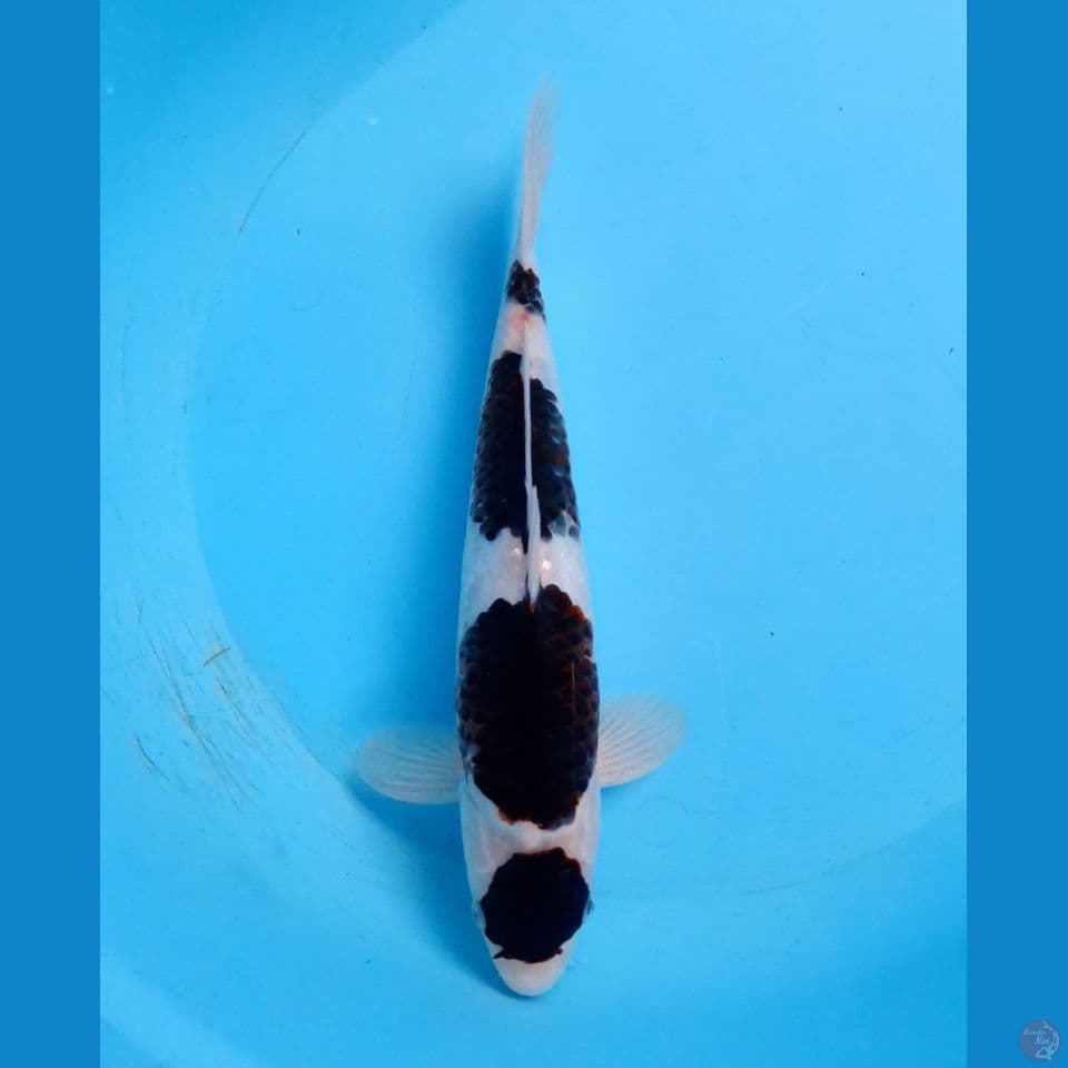 maruten budo goromo 30cm (male)