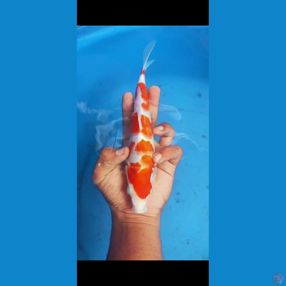 kohaku 28 cm