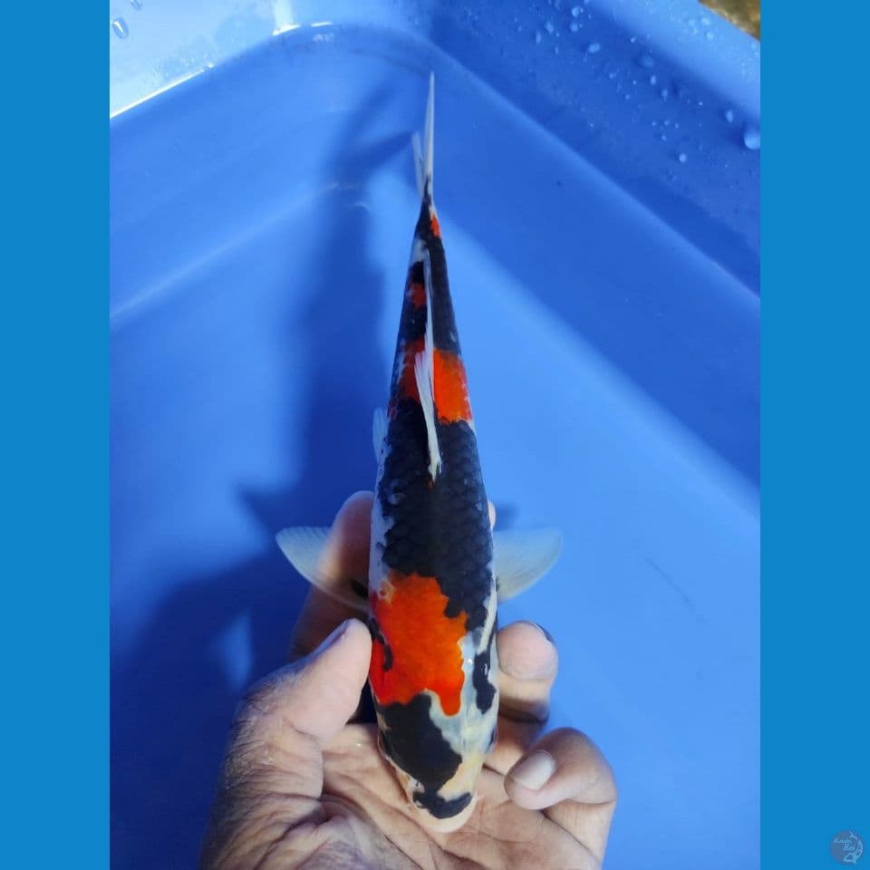 SHOWA 22CM ~ MALE