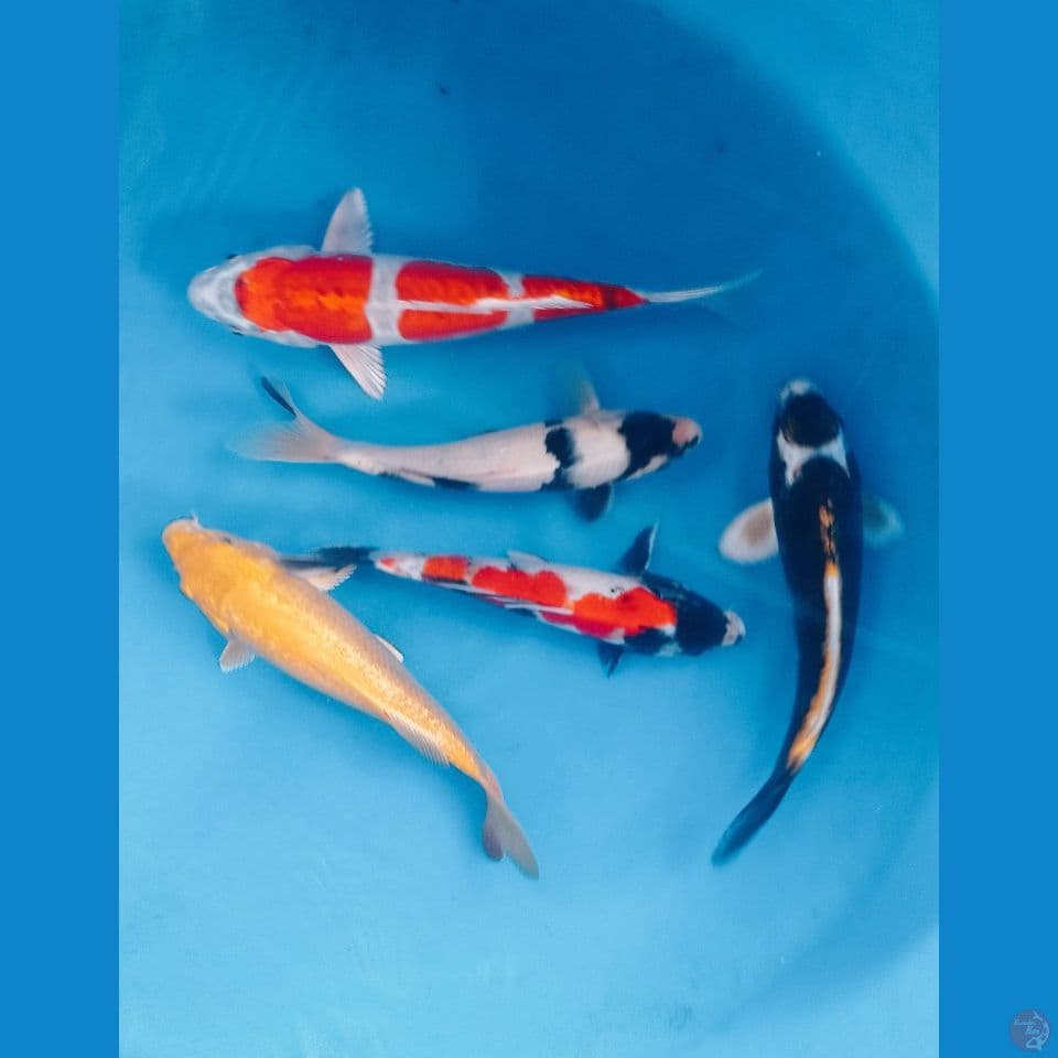 P A H E (25,27CM)