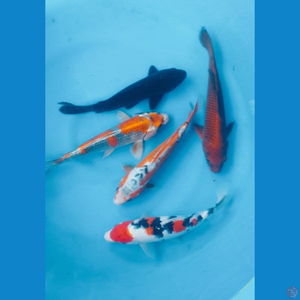 PAKET DOOOR (28'30CM)