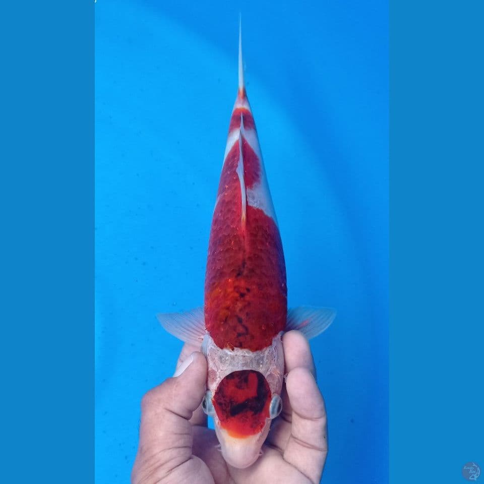 GOMARU 30CM