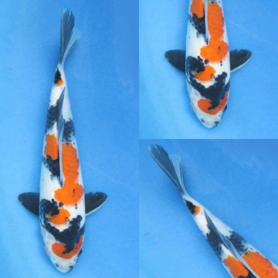 24cm male , Kindai Showa