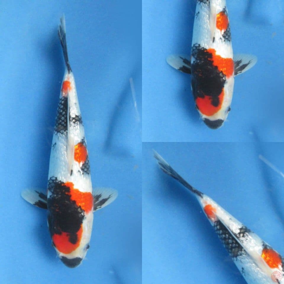 27cm male , Kindai Showa Ginrin