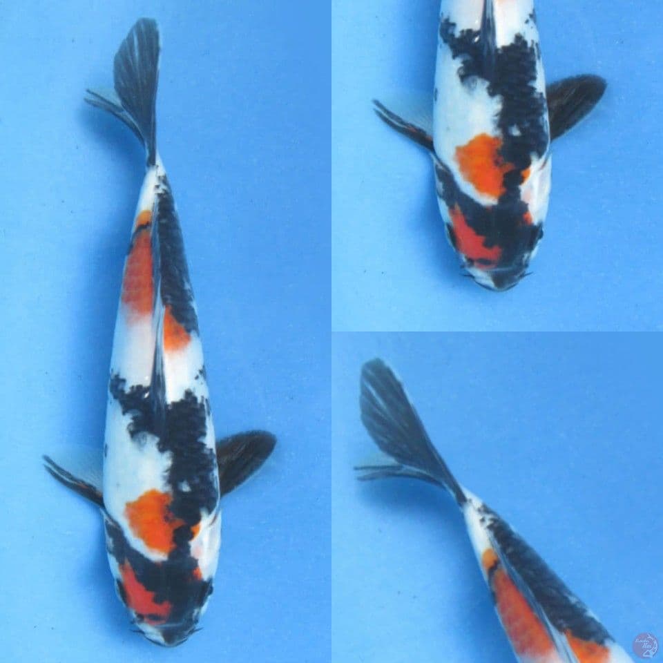 20cm male , Kindai Showa