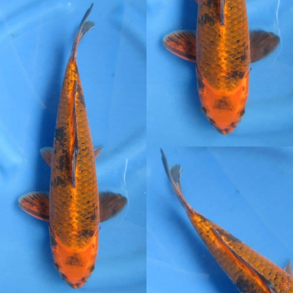 40cm male , kage utsuri