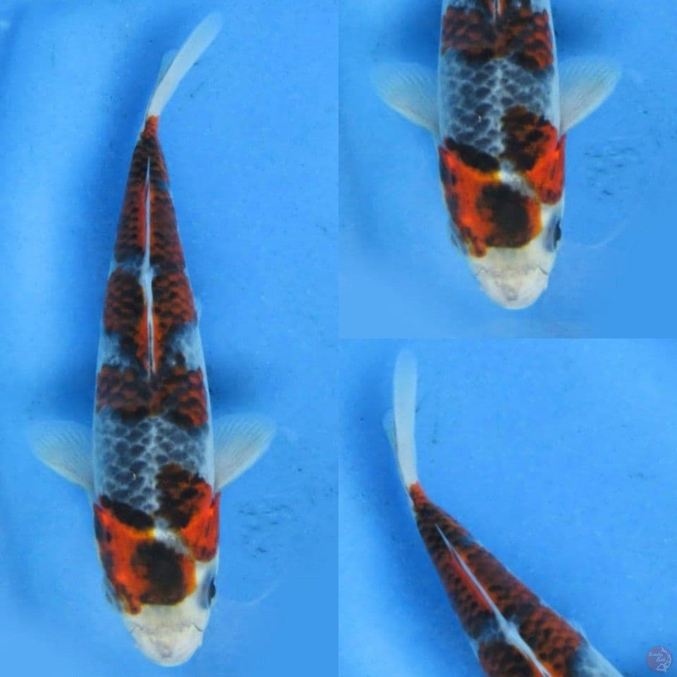 12cm , SQ goshiki