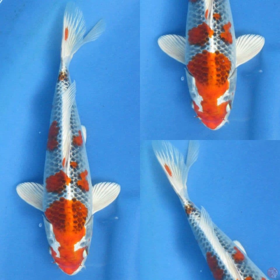 29cm male , Kujaku