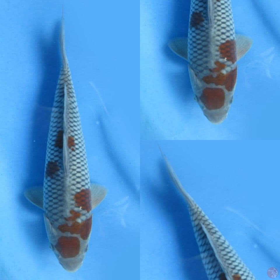 27cm male , ochiba