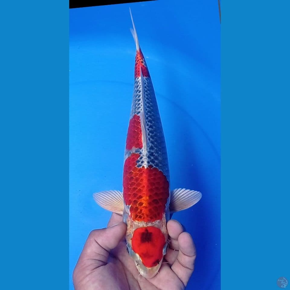 KUJAKU 35CM