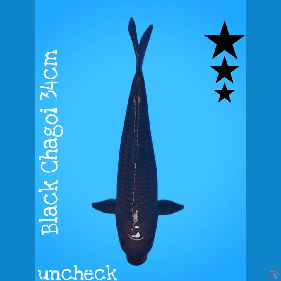 BLACK CHAGOI 34CM