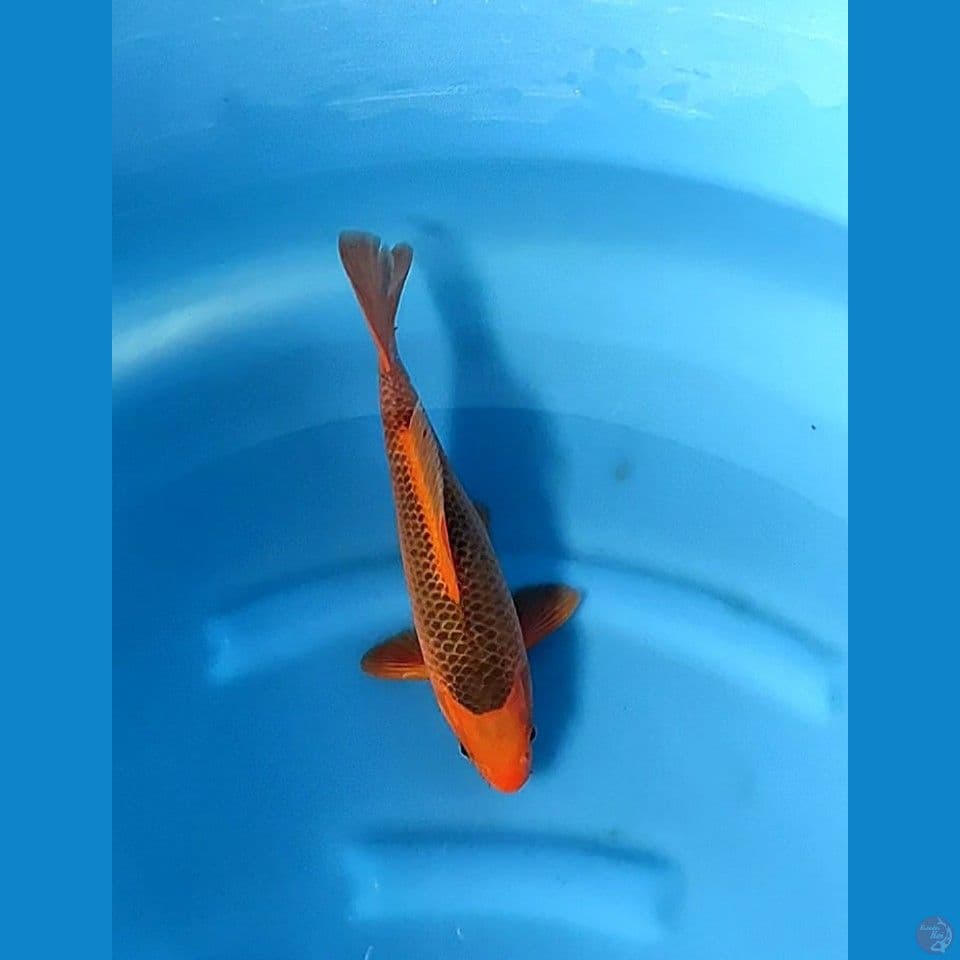 aka matsuba hq 30.bu male