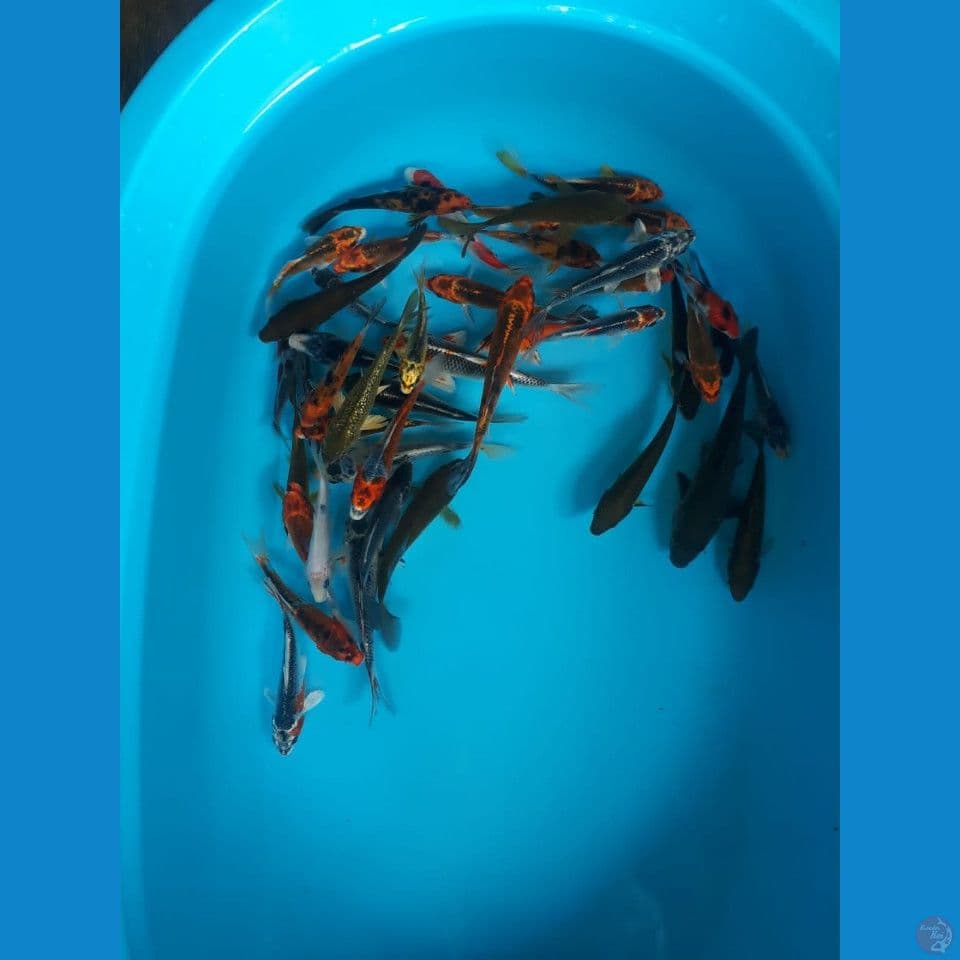 paket mix 40 ekor