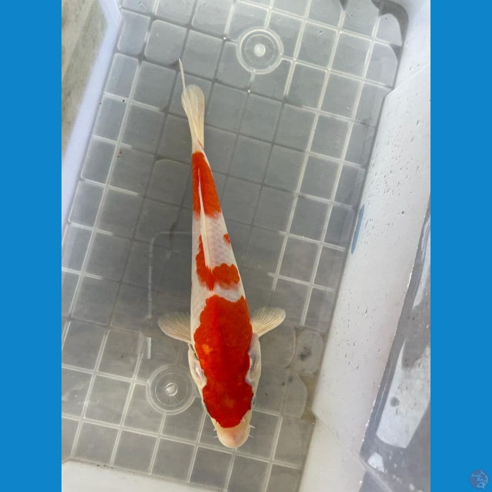 minion kohaku red